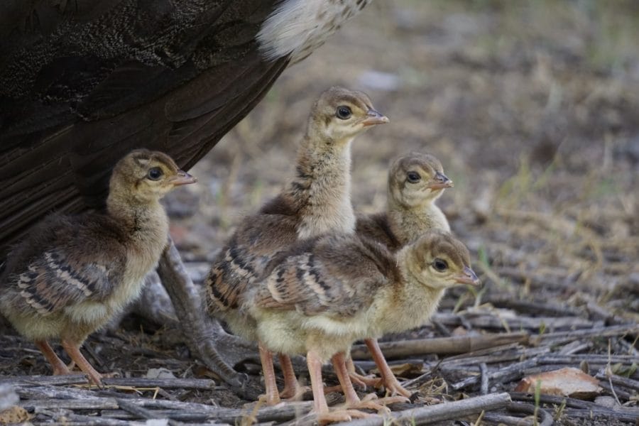 peacock chicks