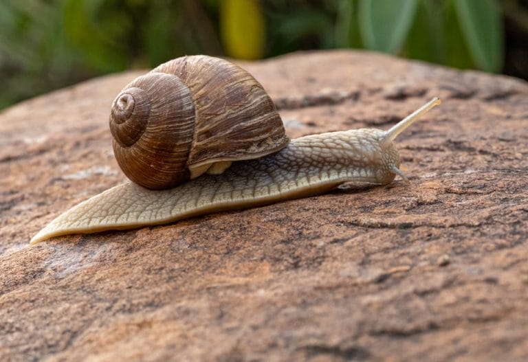 Snail Facts, Types, Diet, Reproduction, Classification, Pictures