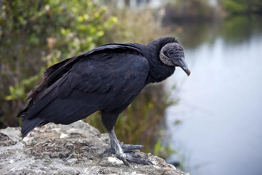 Black Vulture Facts, Size, Sounds, Habitat, Pictures