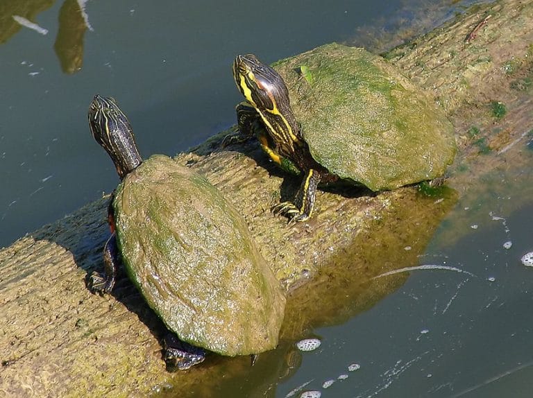 Cumberland Slider – Facts, Size, Diet, Pictures