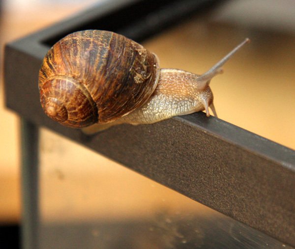 Snail Facts, Types, Diet, Reproduction, Classification, Pictures