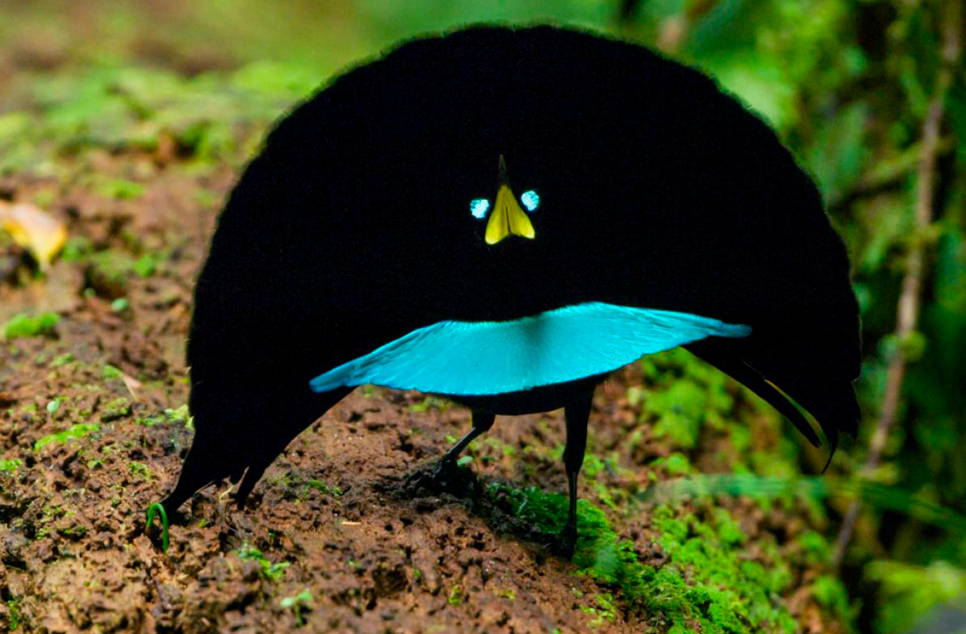 Watching 44 amazing pictures of new birds of paradise with unique dances