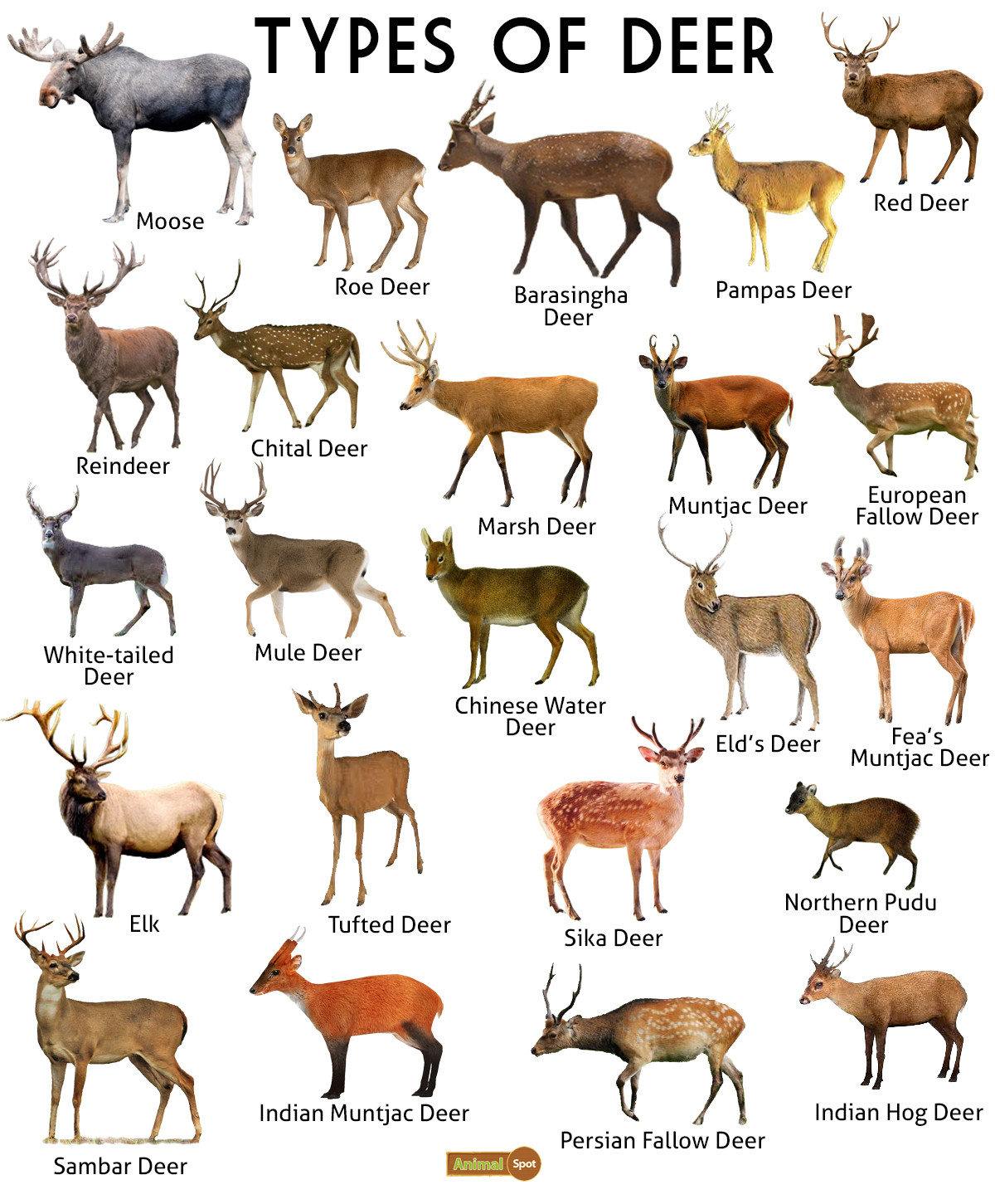 Types Of Deer