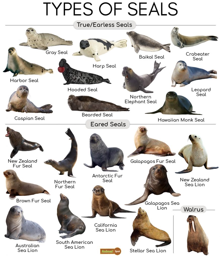 Types of Seals