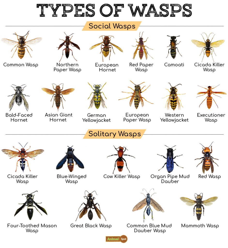 Types of Wasps