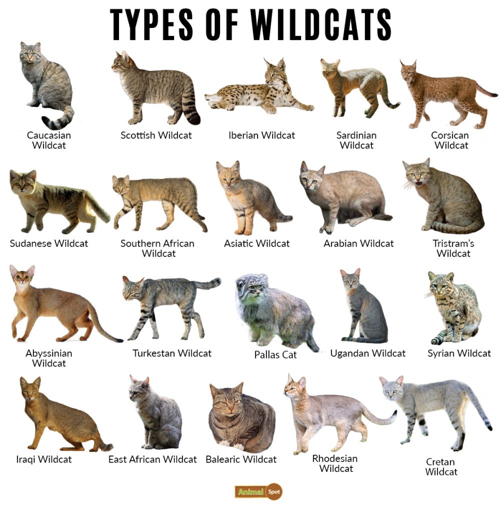 Types of Wild Cats