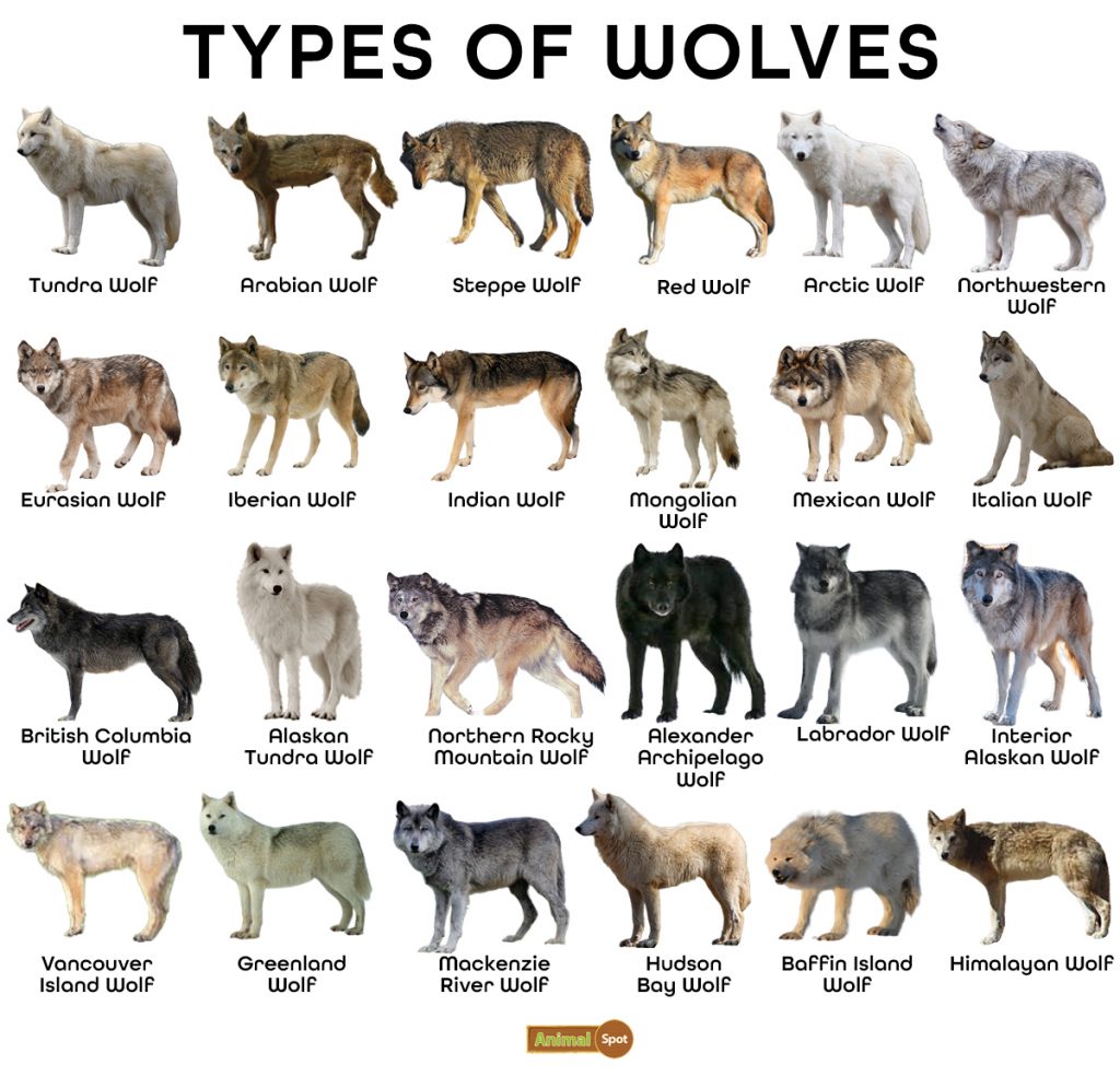 Types of Wolves