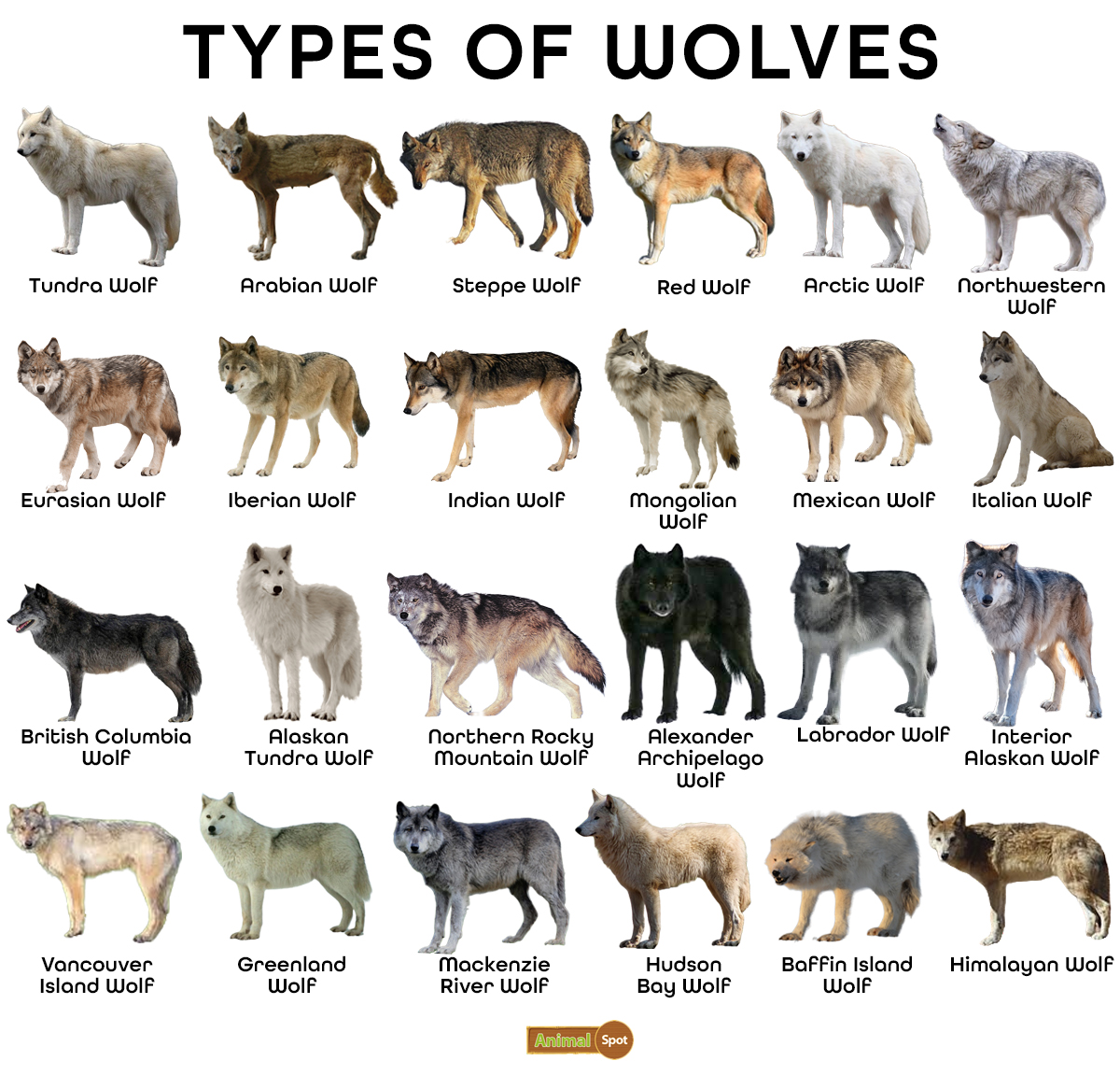 kinds of wolves list