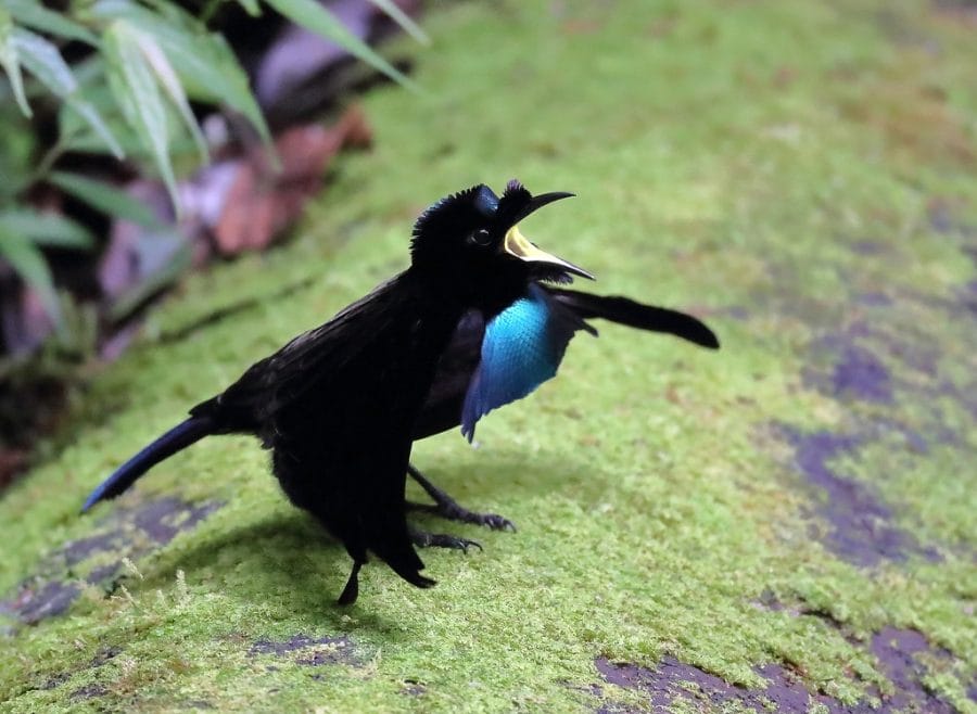 Blue Bird Of Paradise Flying