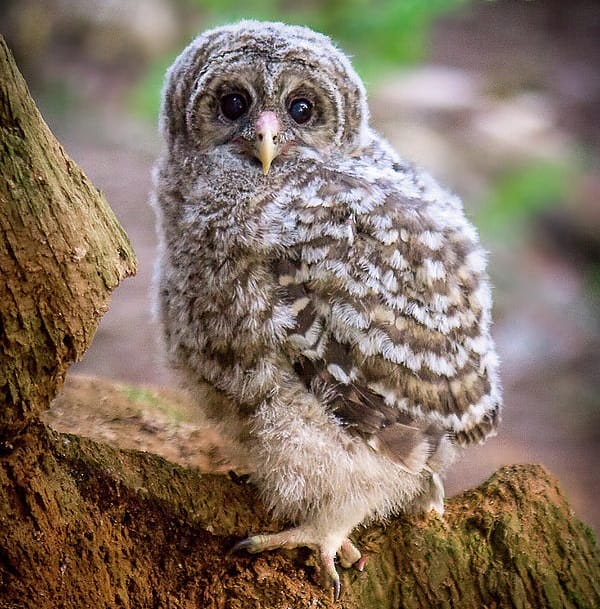 Barred Owl Facts Size Sounds Habitat And Pictures Barred Owl Facts Size Sounds Habitat And Pictures