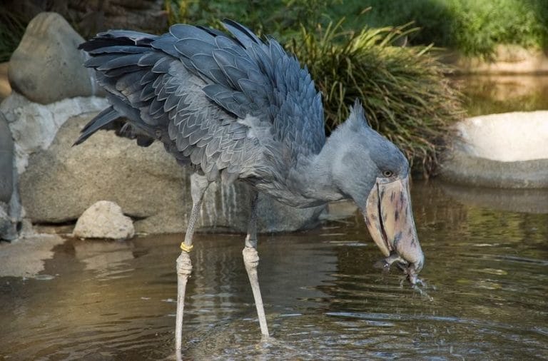 Shoebill Stork Facts, Size, Sound, Habitat, Pictures