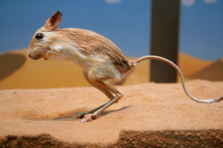 Kangaroo Rat Facts, Size, Habitat, Pictures