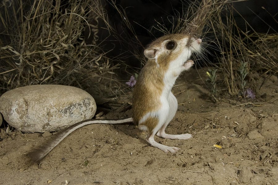 ¿Cuál es la vida útil de una rata canguro?