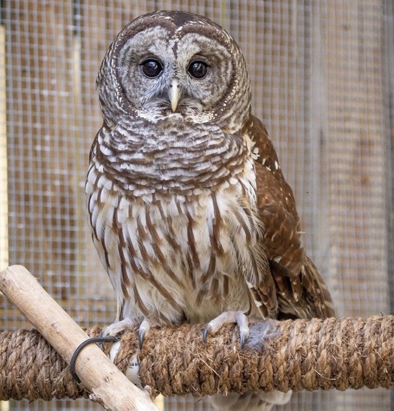 Barred Owl Facts, Size, Sounds, Habitat, Pictures