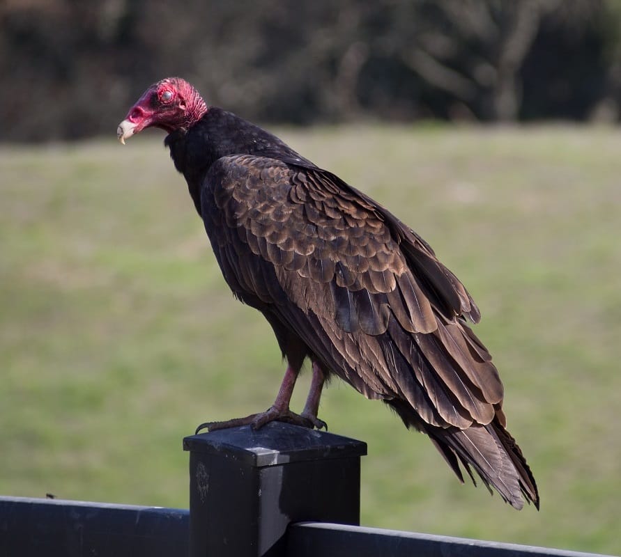 What Does A Turkey Vulture Sound Like Turkey Vulture – Facts, Size, Sounds, Habitat, and Pictures