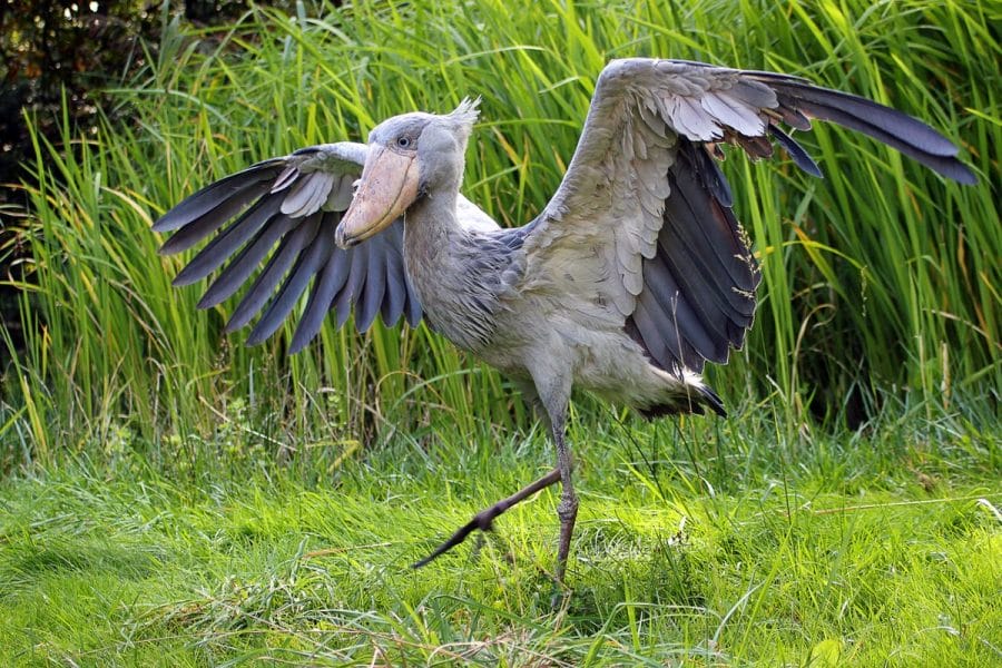 Human for scale : ShoebillStorks  Shoebill bird, Shoebill, Beautiful birds