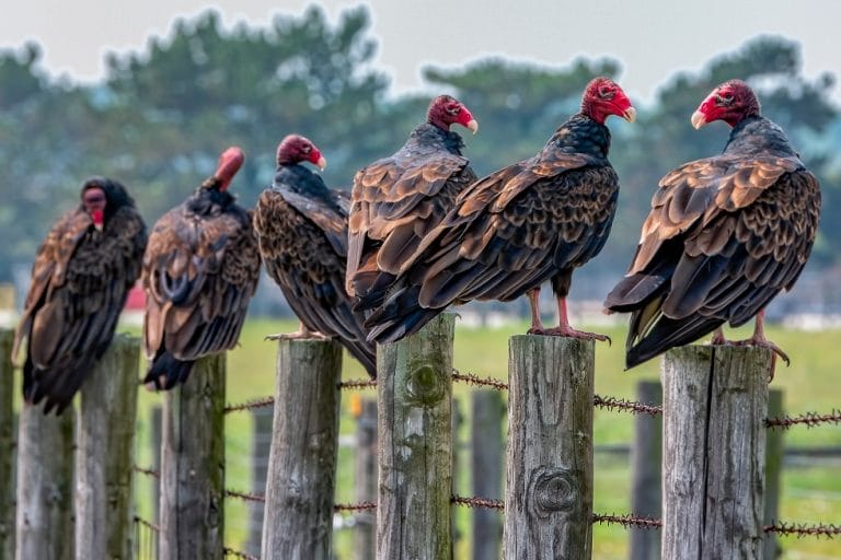 Turkey Vulture Facts, Size, Sounds, Habitat, Pictures