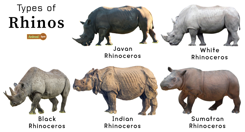 Types-of-Rhinos