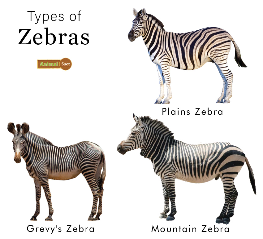 Zebra Size Chart