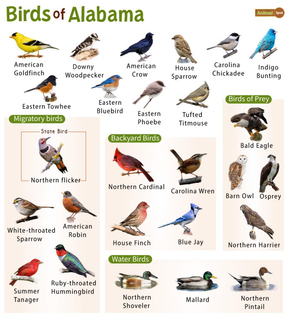 Birds of Alabama