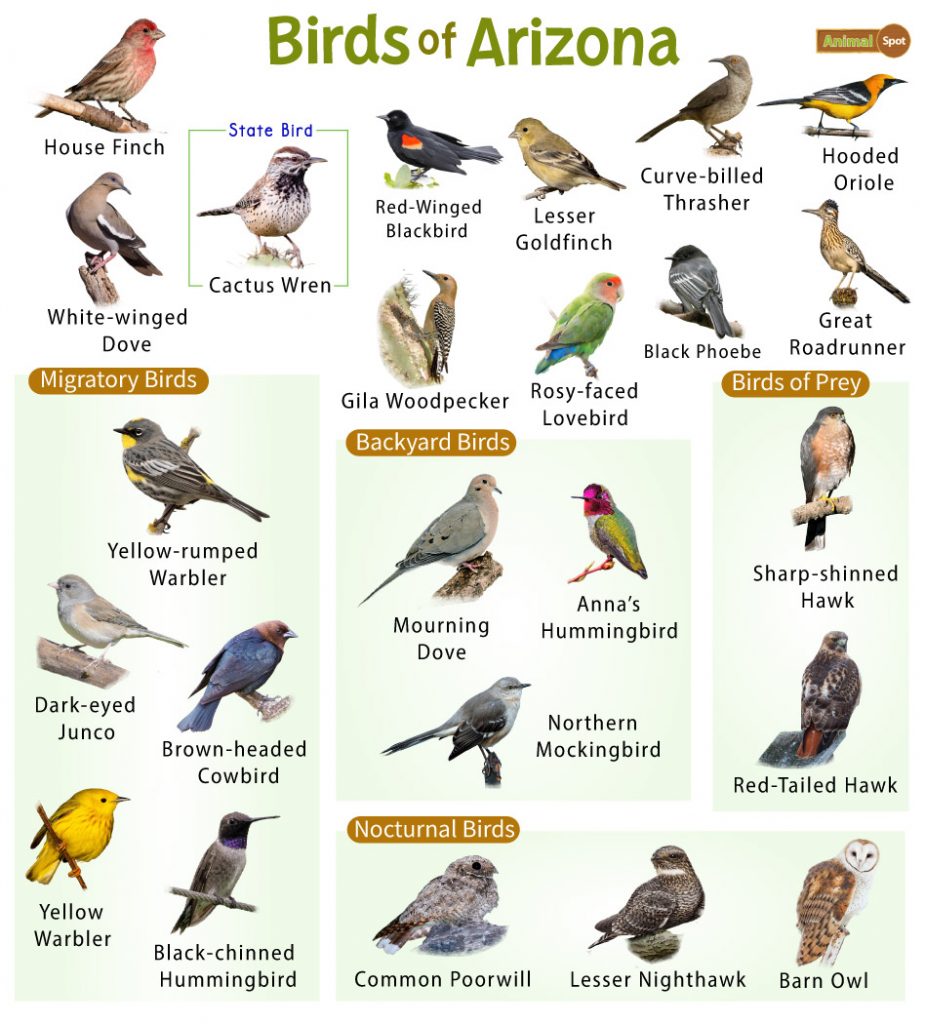Birds of Arizona