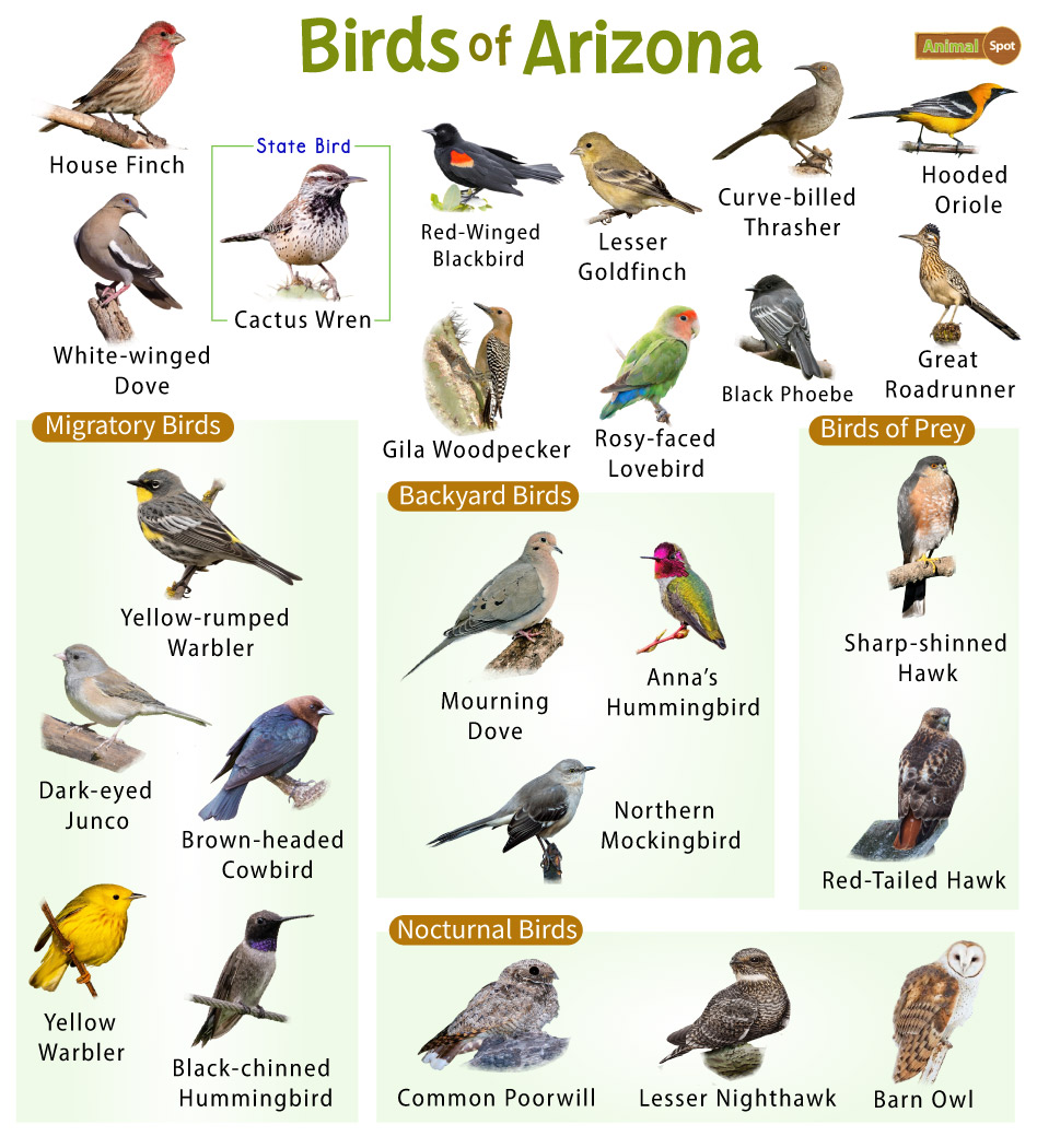 List of the Common Birds Found in Arizona – Facts with Pictures
