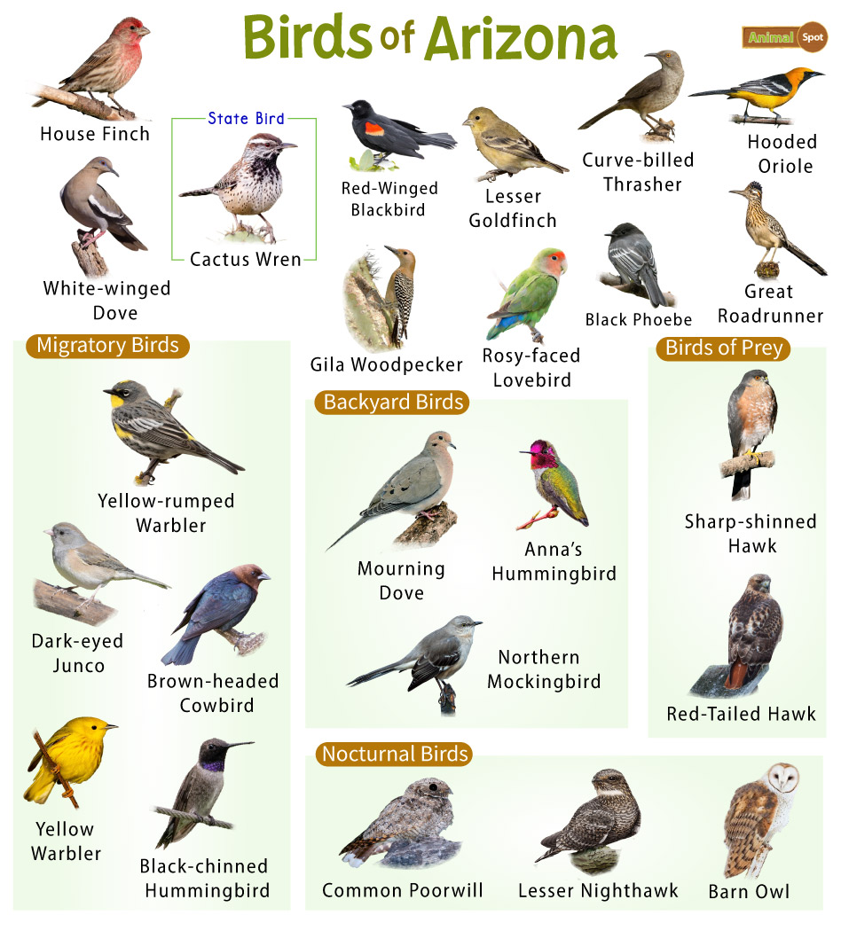 Robin Bird Facts - A-Z Animals