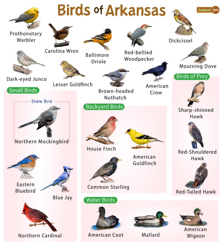 Birds of Arkansas