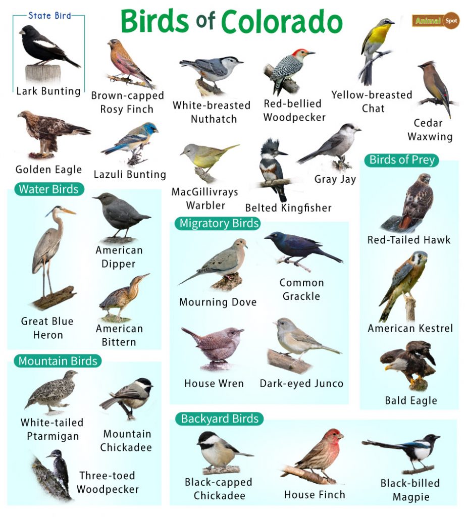 Birds of Colorado