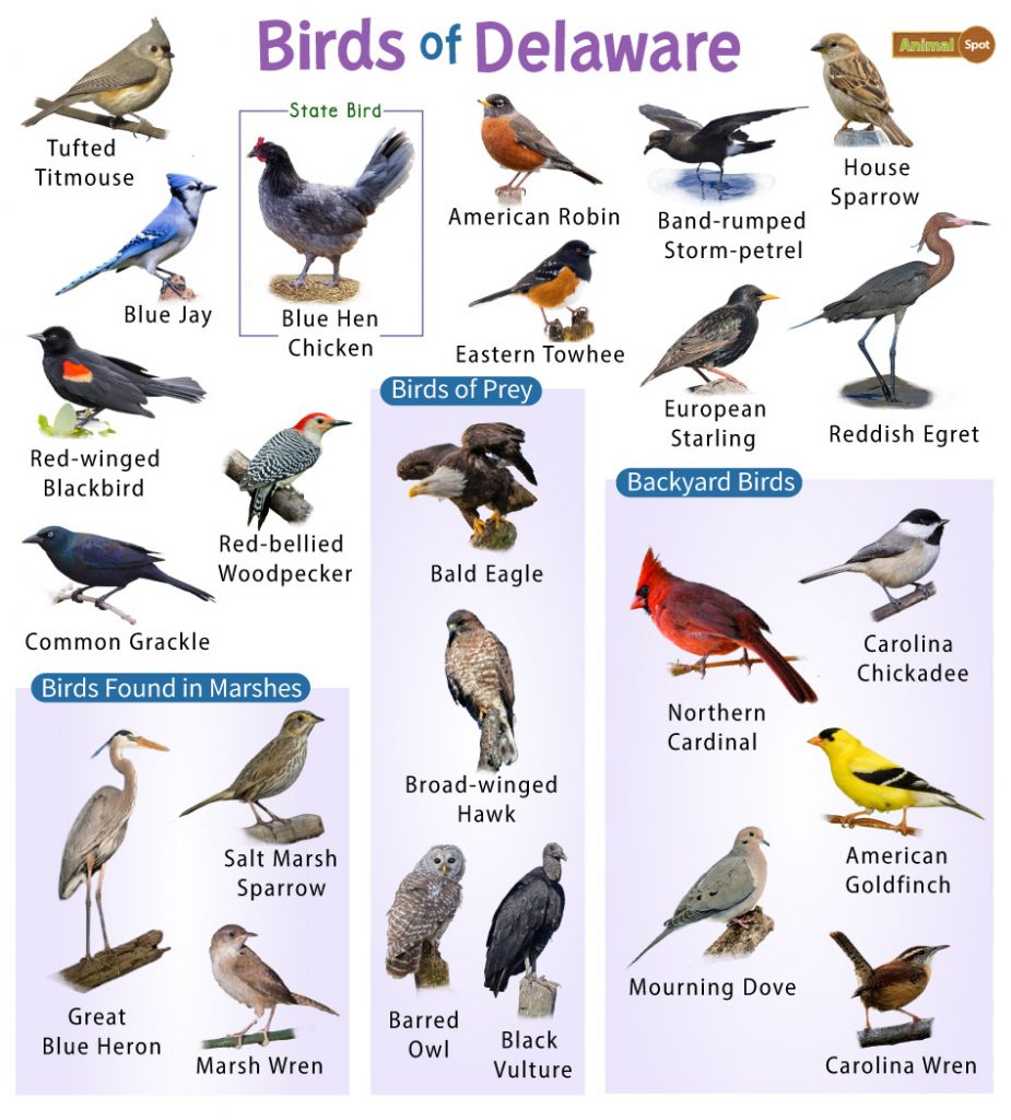 Birds of Delaware