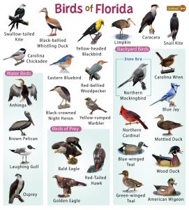 Brown Birds in Florida – Facts, List, Pictures, And More