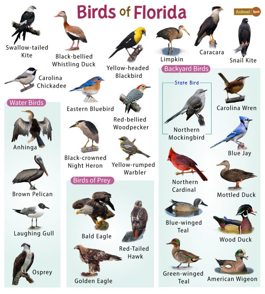 Birds of Florida