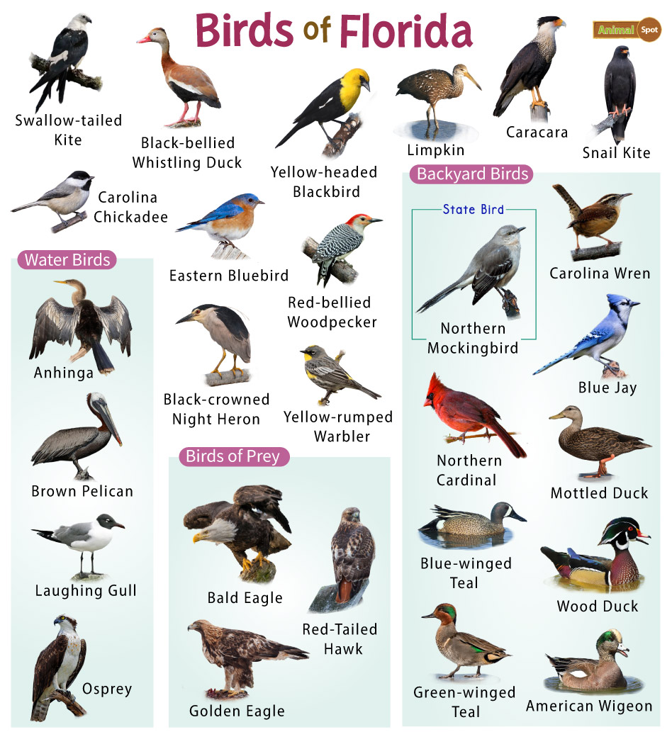 List of Common Birds Found in Florida – Facts with Pictures