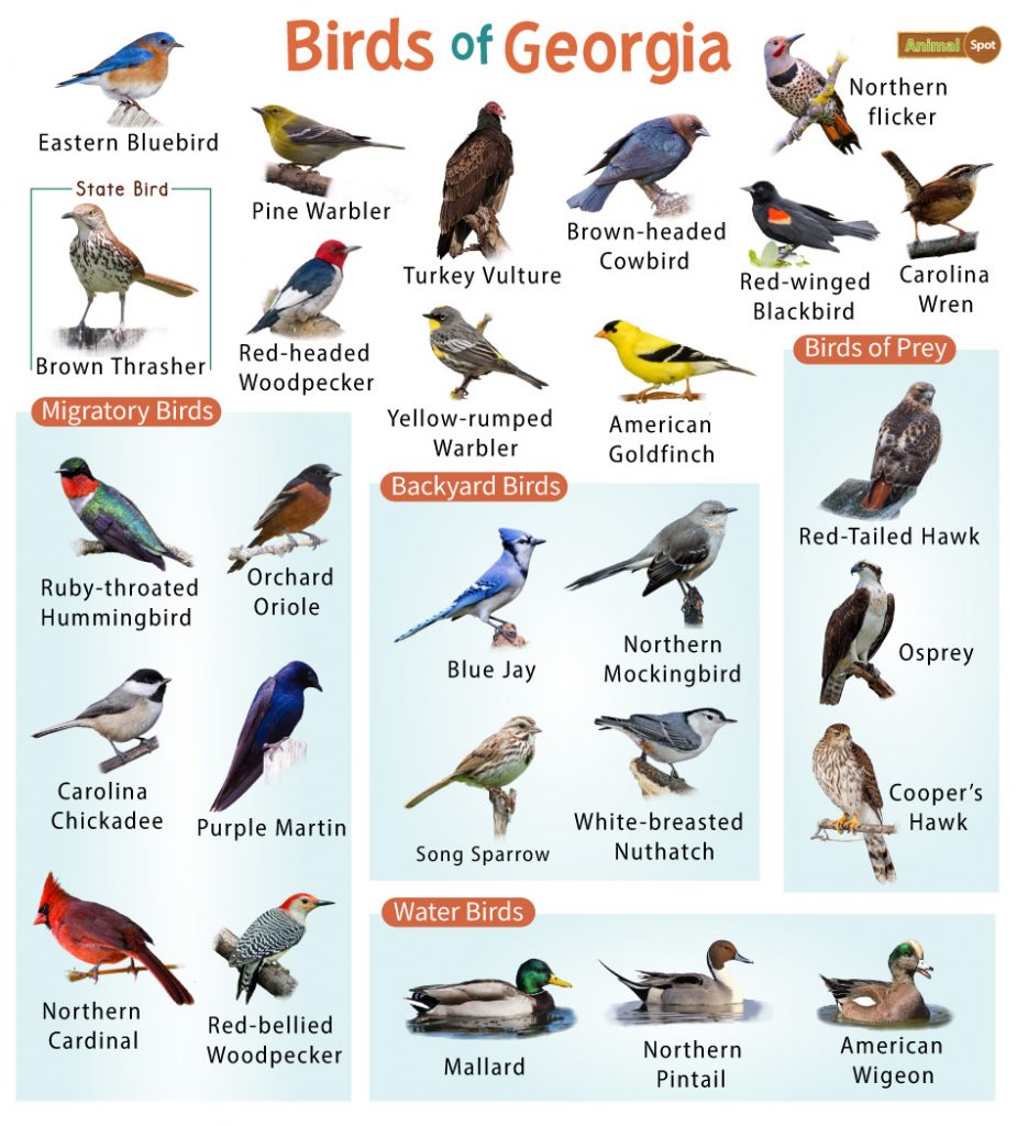 Birds of Georgia