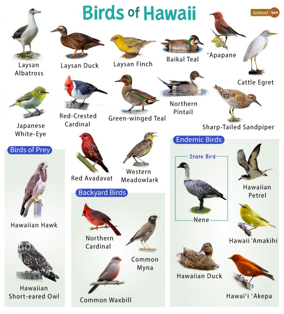 Birds of Hawaii