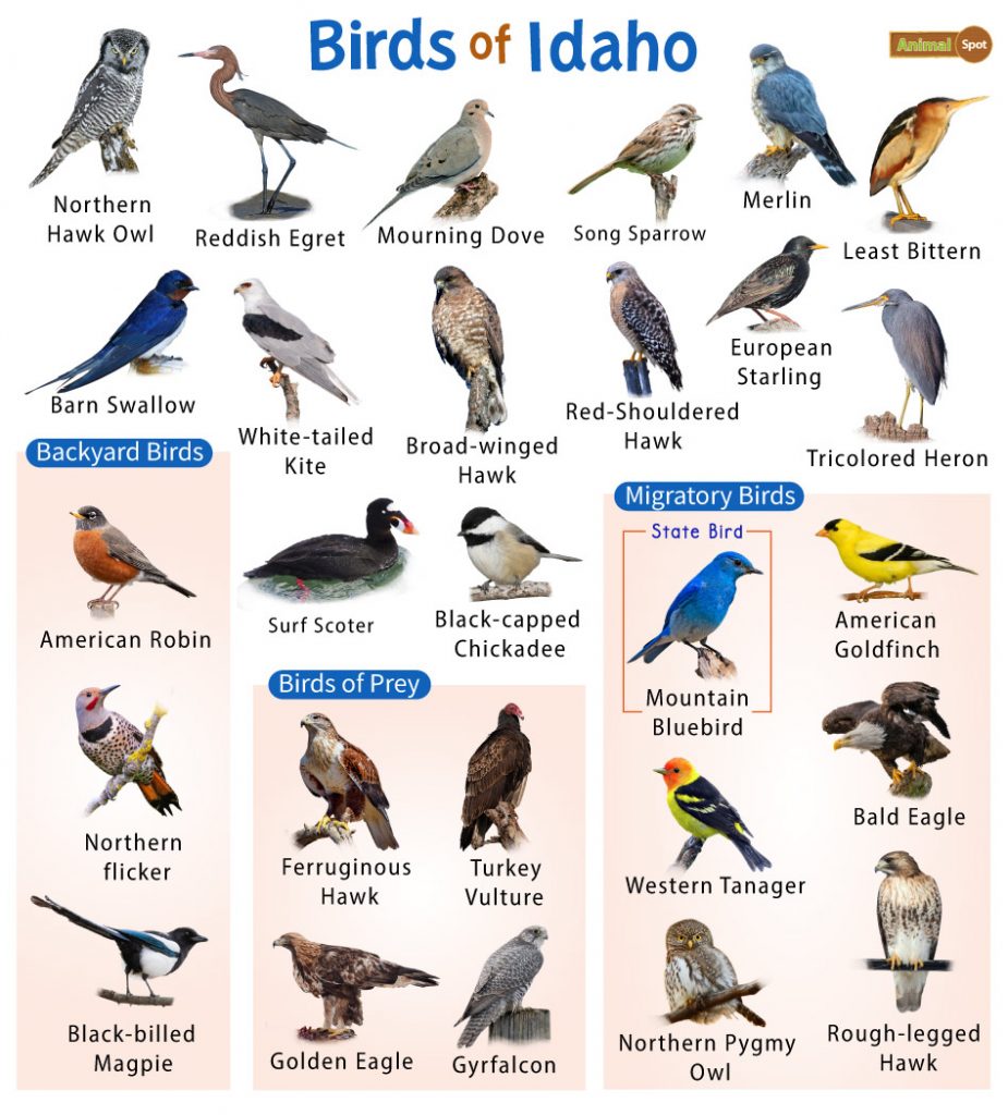 Birds of Idaho