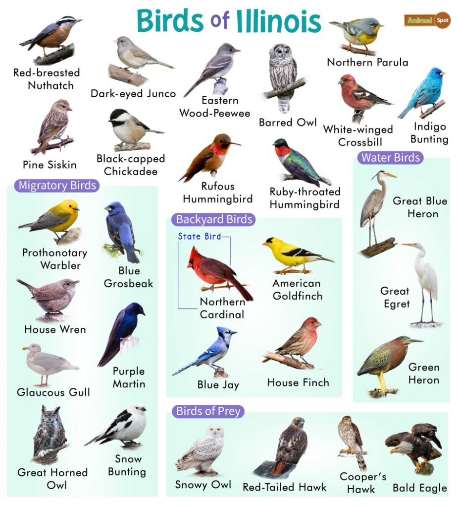 Birds of Illinois