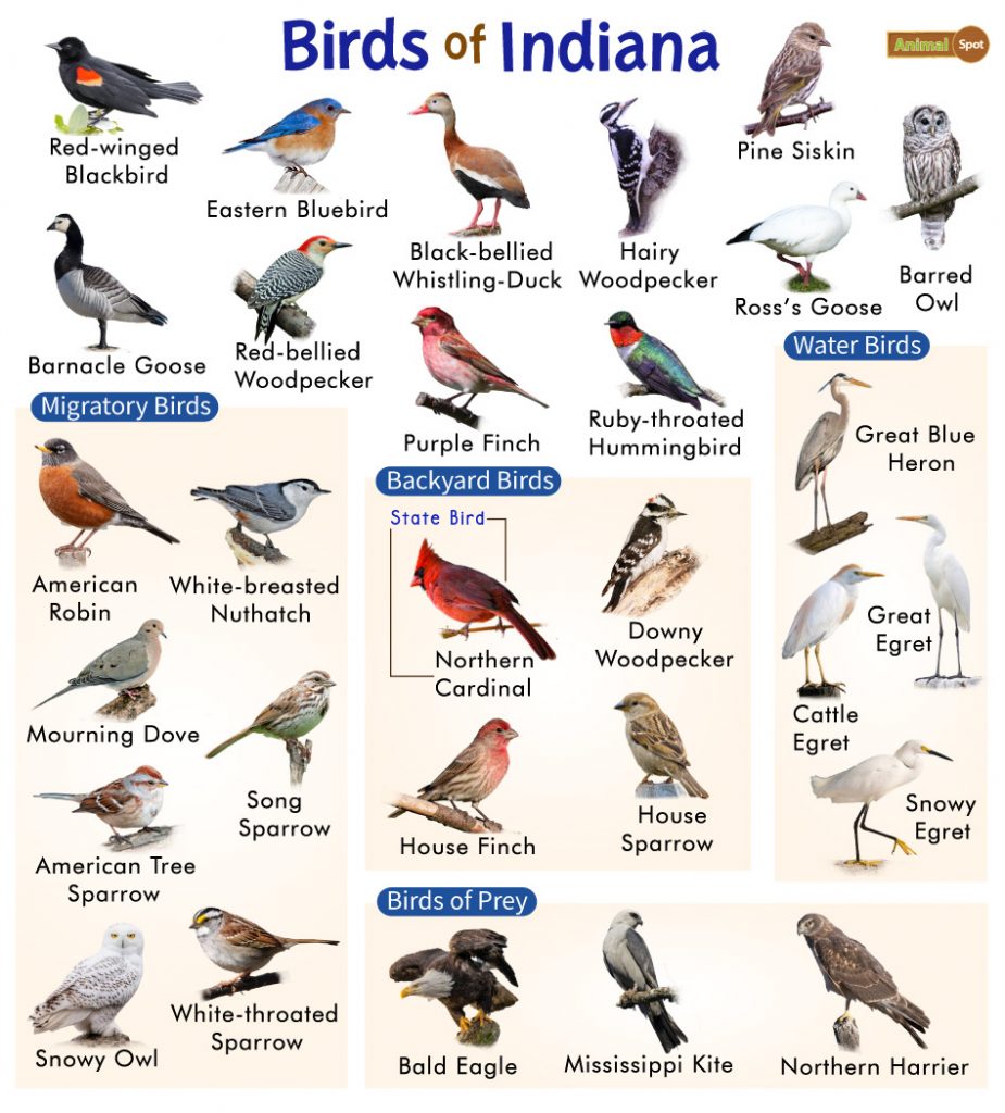 Birds of Indiana