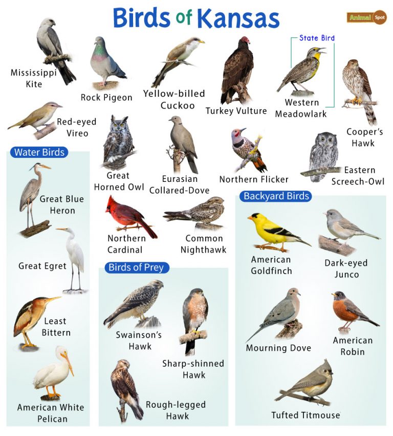 List of Common Birds Found in Kansas Facts with Pictures