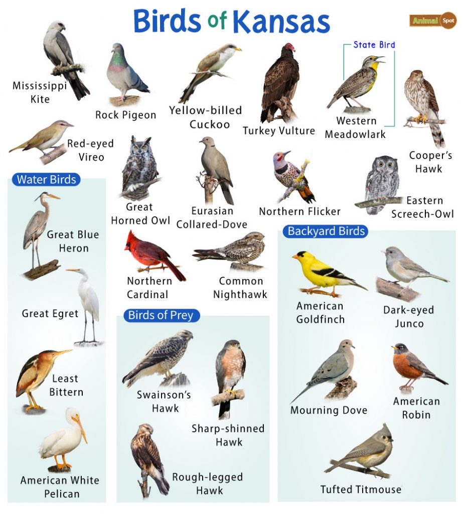 Birds of Kansas