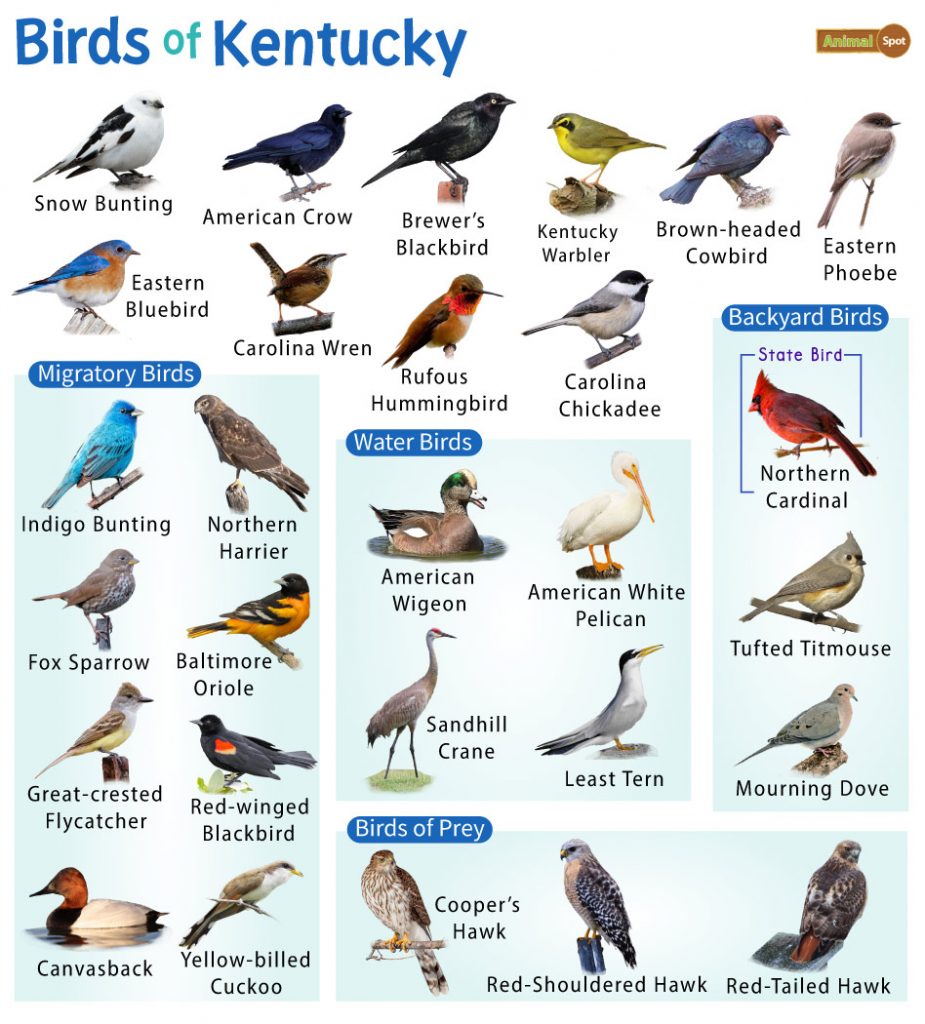 Birds of Kentucky