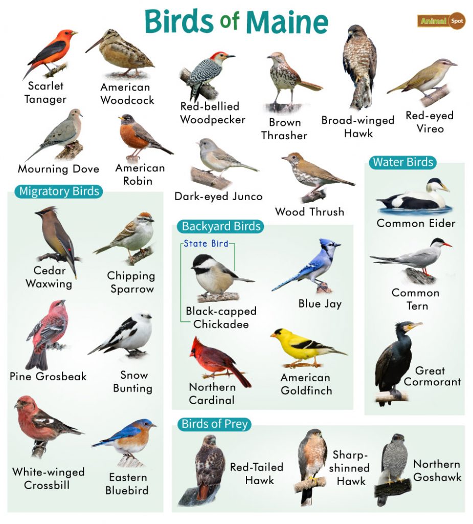 Birds of Maine