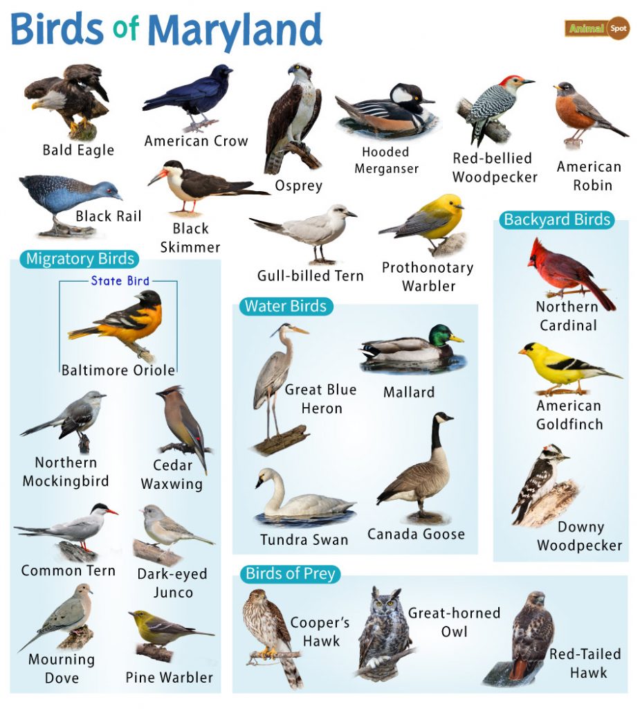 Birds of Maryland