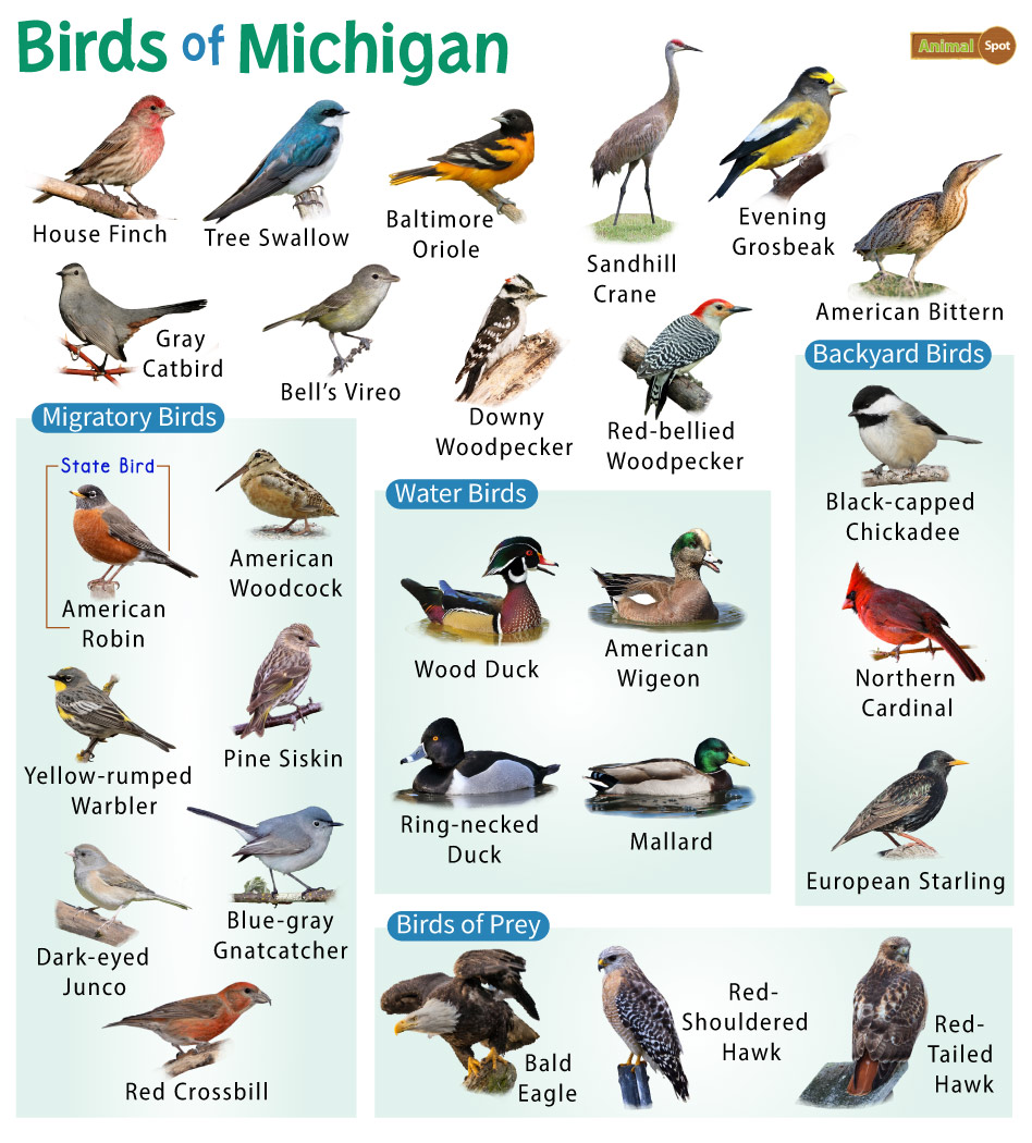 The Common Birds that Visit Bird Feeders in Michigan