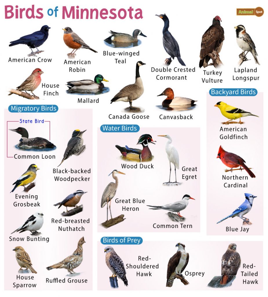 Birds of Minnesota