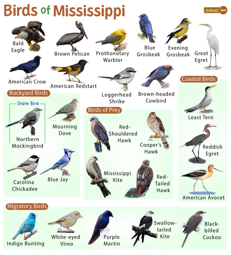 Birds of Mississippi