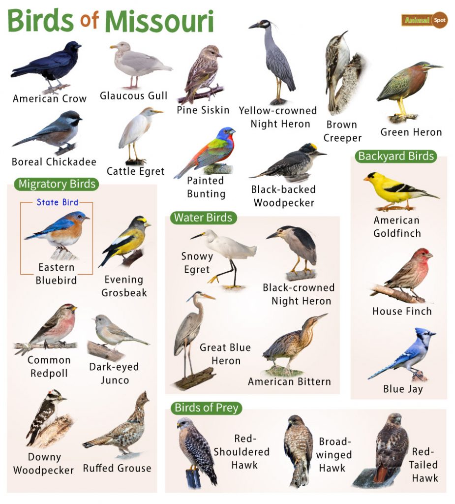 Birds of Missouri