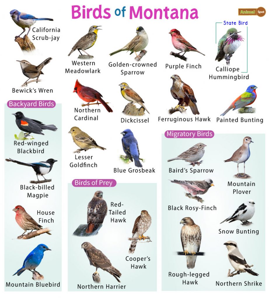 Birds of Montana