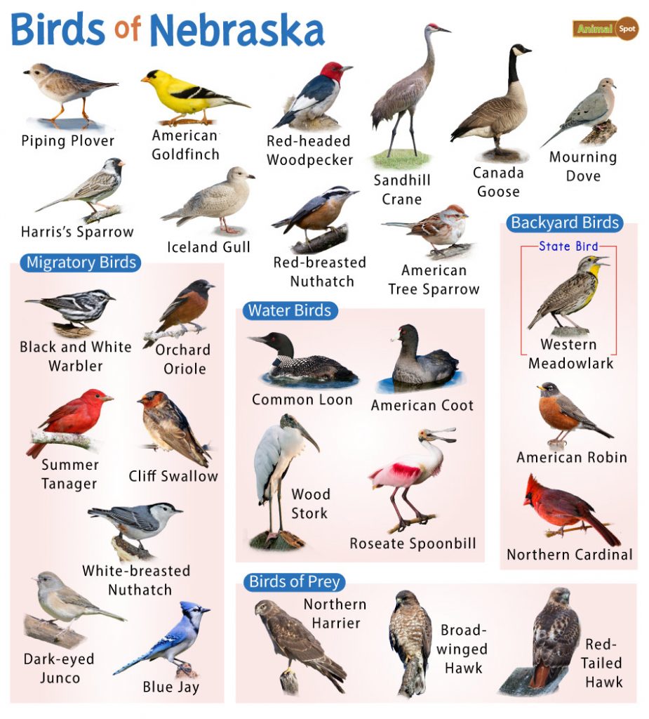 Birds of Nebraska