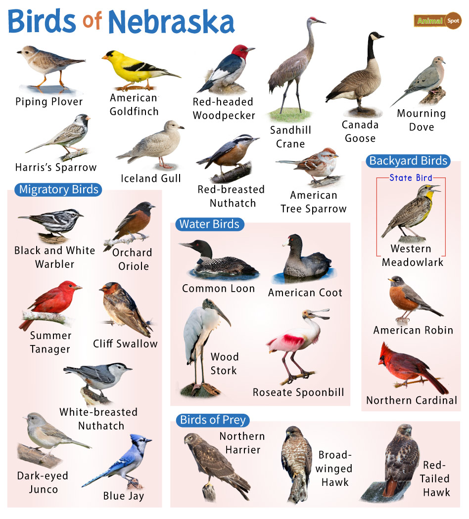 The common birds at bird feeders in Nebraska